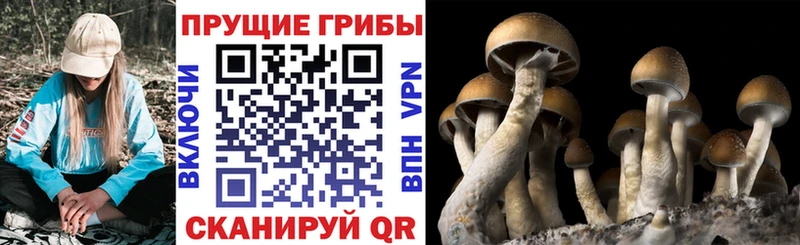 Псилоцибиновые грибы GOLDEN TEACHER  Аткарск 